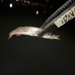 カマス