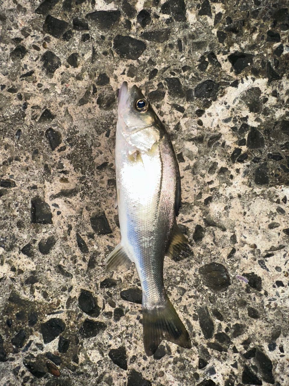 セイゴ（ヒラスズキ）