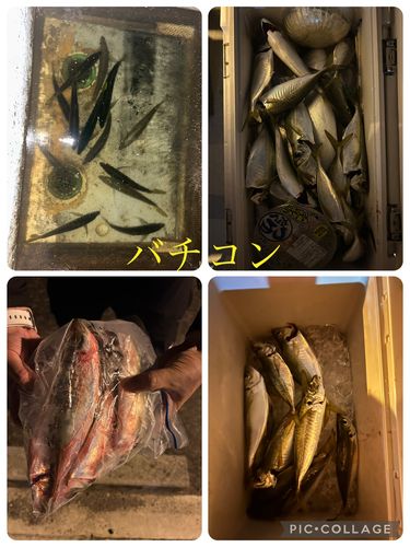 大阪湾