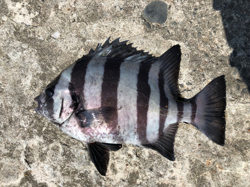 イシダイの釣果