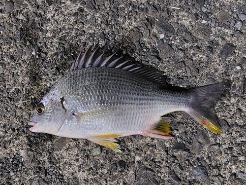 キビレの釣果