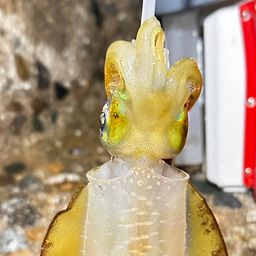 アオリイカ