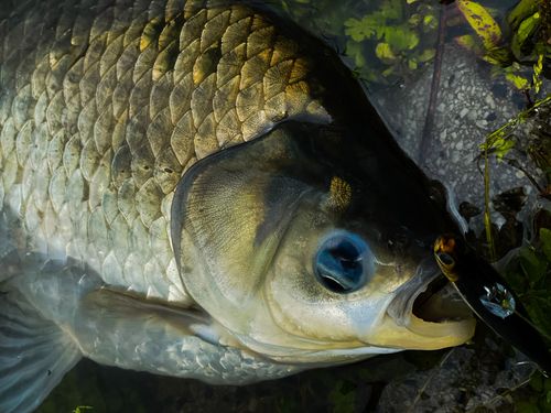 ヘラブナの釣果