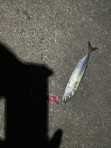 白鳥大橋