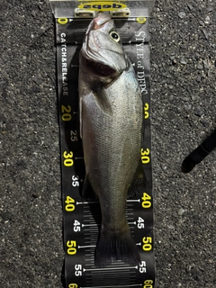 フッコ（ヒラスズキ）の釣果