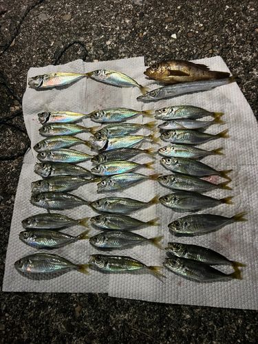 アジの釣果