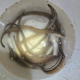 アナゴ