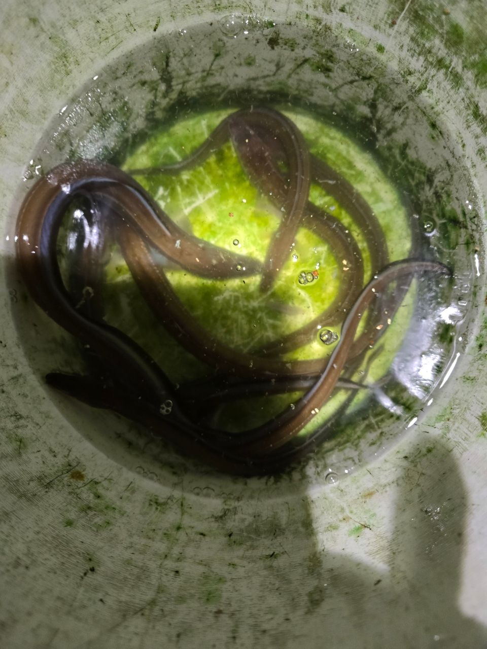 アナゴ