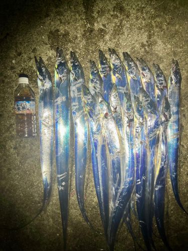 タチウオの釣果