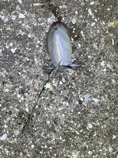 シリヤケイカの釣果