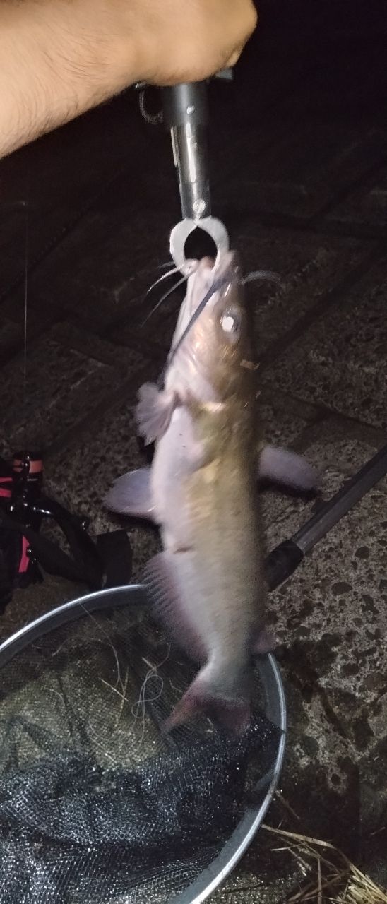 アメリカナマズ