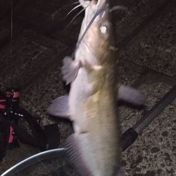 アメリカナマズ