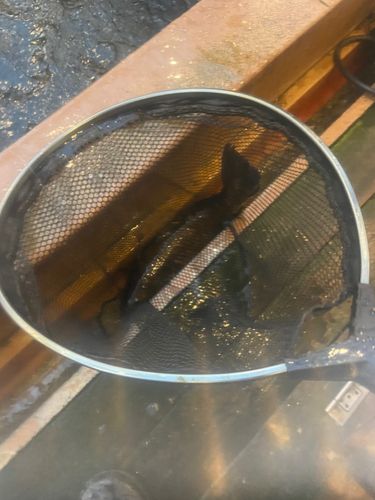 コイの釣果