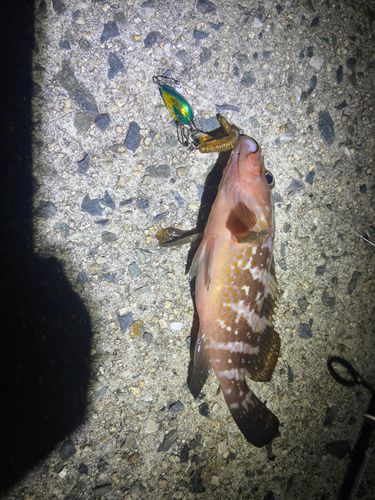 アコウの釣果