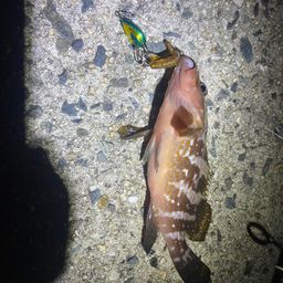 アコウ