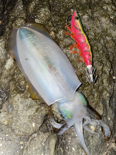 アオリイカの釣果