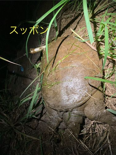 阿賀野川