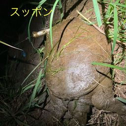 ナマズ