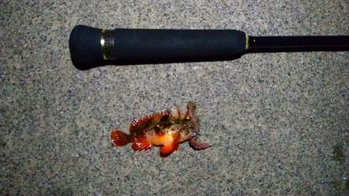 ハオコゼの釣果