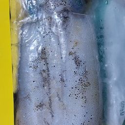 アオリイカ