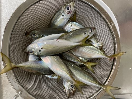 駿河湾