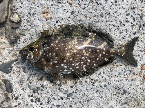 アイゴの釣果