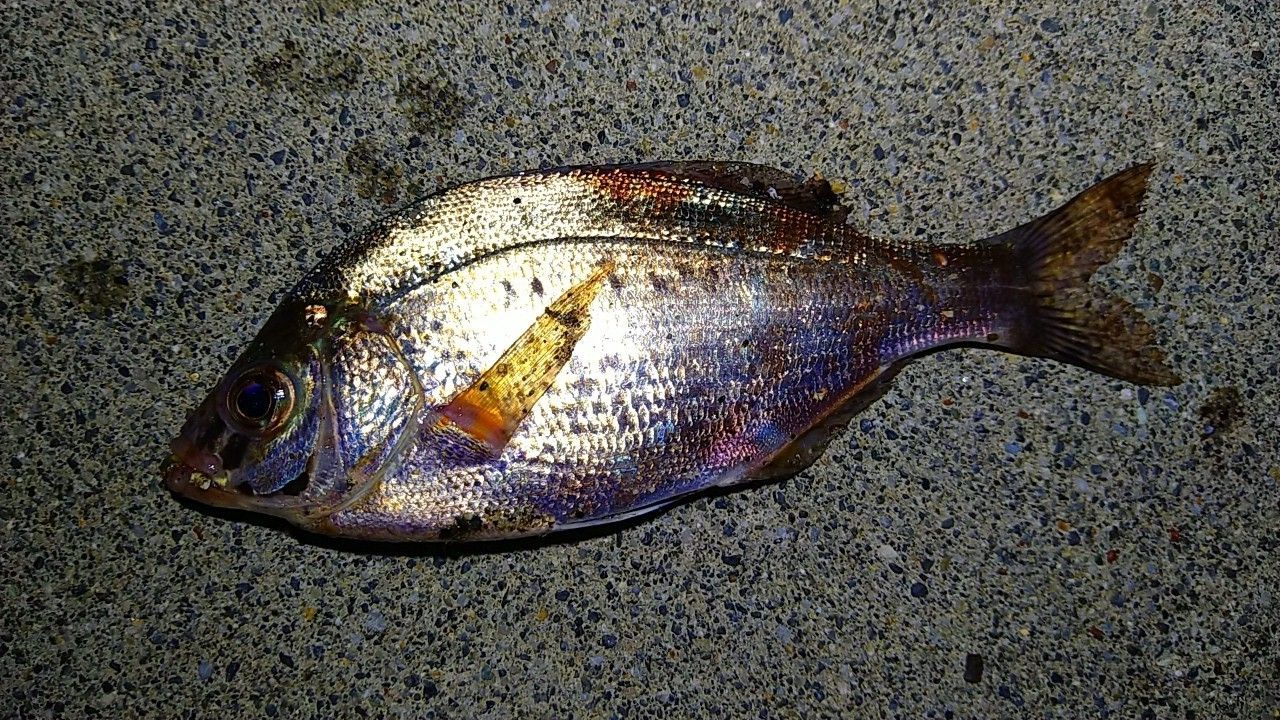 ウミタナゴ
