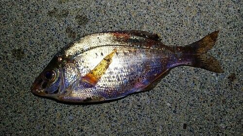 ウミタナゴの釣果