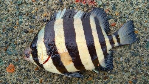 イシダイの釣果