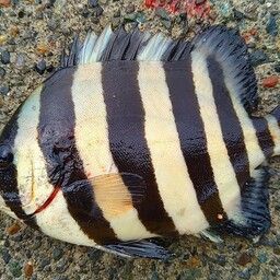 イシダイ