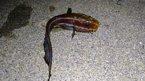 ゴンズイの釣果