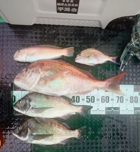 マダイの釣果