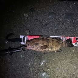 オオモンハタ