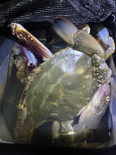 ワタリガニの釣果
