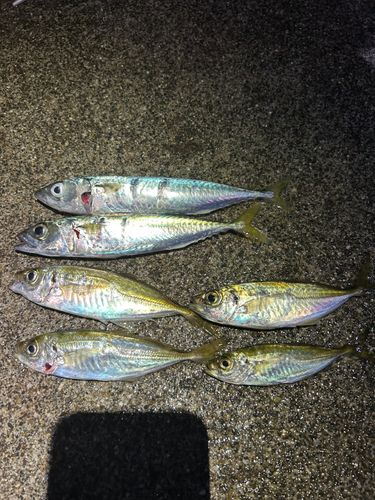 アジの釣果