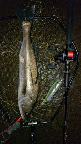 フッコ（マルスズキ）の釣果