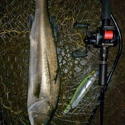 フッコ（マルスズキ）