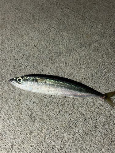 マサバの釣果