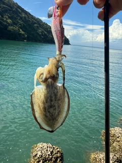モンゴウイカの釣果