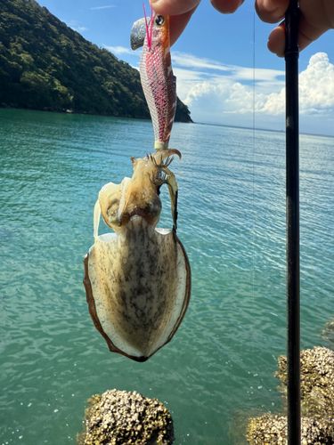 館山湾