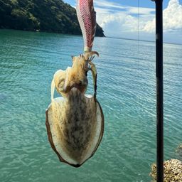 モンゴウイカ