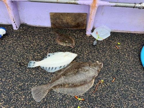 クロガシラガレイの釣果