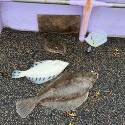 クロガシラガレイ