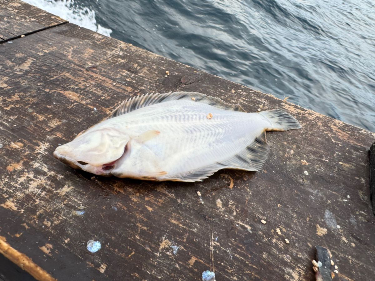 kunchanさんの釣果 2枚目の画像