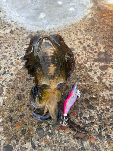アオリイカの釣果