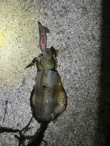 アオリイカの釣果