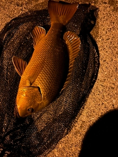 ゴマフエダイの釣果