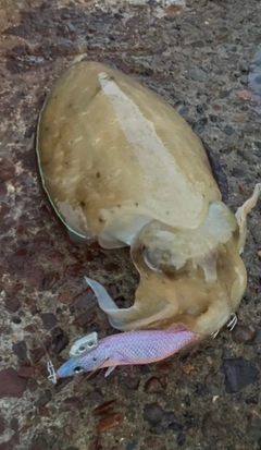 モンゴウイカの釣果