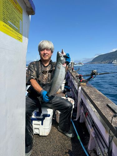 シロザケの釣果