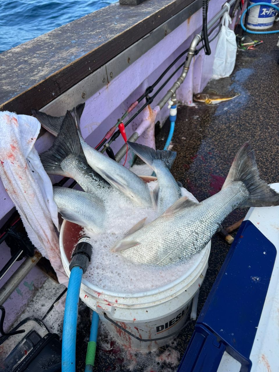 kunchanさんの釣果 2枚目の画像